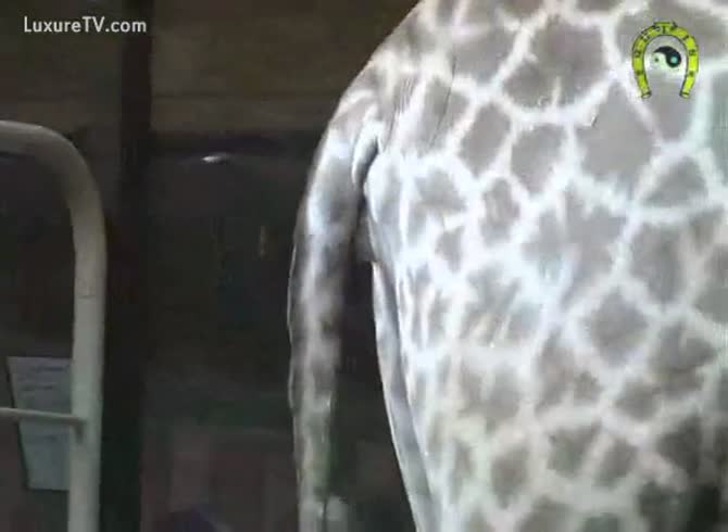Giraffe Hot Kinky Porn - Giraffe attracts other Giraffe to take fuck - Zoophilia Porn at MadnessPorn