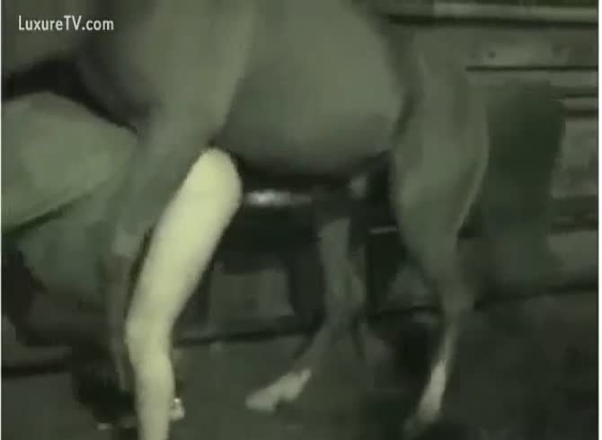 Horse Fucks Person