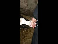 Cum hungry calf suck sloppy