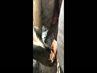 Calf deepthroats cock w/cleanup