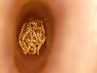  mealworm in asssss
