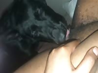 Dog Licks Ebony Fat Hairy Pussy