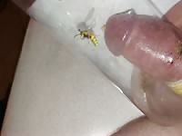 wasp stings cock pervers extrem