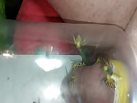 wasp stings  cock extrem pervers 3