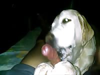 Dog gives guys pecker intense tounge bath till he cums