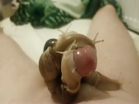 At The Mercy of Huge Snails