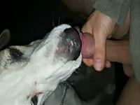 Dog licks cock n cum
