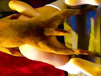 My dog fuck my butt 🔥