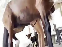 Whore get brutally fucked by horse
