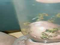 Pain cbt insertion bdsm wasp sting cock glans