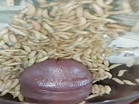 Futter für maggots cbt insertion bdsm pervers