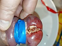 Futter f&uuml;r maggots cbt insertion bdsm pervers