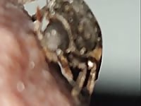 Beetle chowing down.