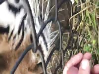 Tiger Licks Man's Dick