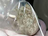 Pain cbt insertion bdsm pervers maggots futter