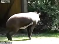 Vicman777 Ansiedades de tarros Cecil alias marrilia 