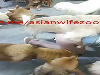 Chinese wife fall in love with many dogs