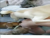 Chinese wife VS 5 DOGS