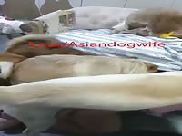 Chinese wife VS 8 DOGS