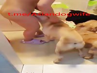 Chinese wife hiding her dogs in bathroom 1