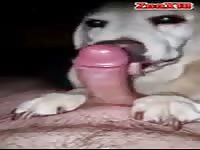 Gaybeast Fourth Dog Blowjob