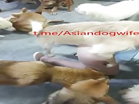 Chinese dog party ONLY 1 wife