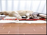 Gorgeous Chinese girl with dog husband 2