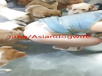 Chinese wife dog party 1