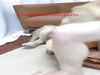 gorgeous asian wife have fun with dog 2