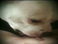 dog lick pussy