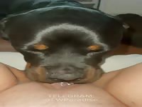 Dog makes pussylicking of her hole