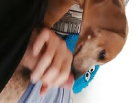 Mi perrita me da una mamada 