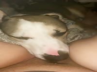 Dog eats her pussy