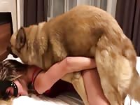 Dogknotty 