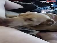 Dog sitting gone great?