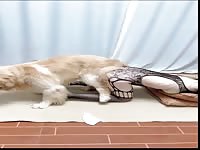 Asian girl getting connecting with dog