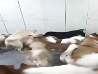 Super dog sex party NO mercy