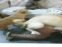 dog take turns fuck this asian woman