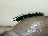 Moth larvae crawl around on their penises.
